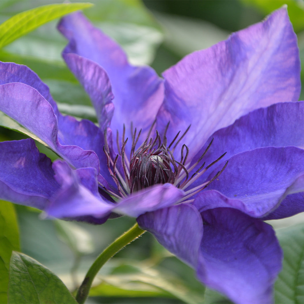 Clematis Vancouver™ Purple Tide Vine - Image 2