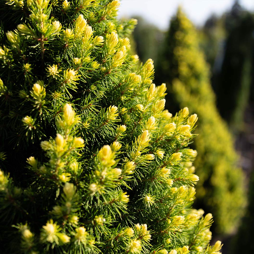 Rainbow’s End® Alberta Spruce Tree - Image 2