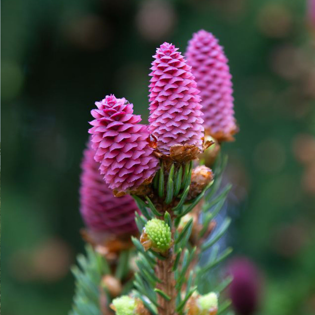Red Cone Norway Spruce Tree - Image 2