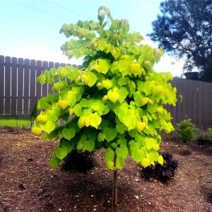 Rise 'N Shine Redbud Tree