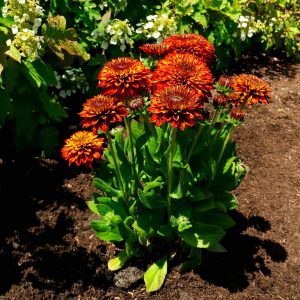 Solar Sisters™ Black Eyed Susan Plant