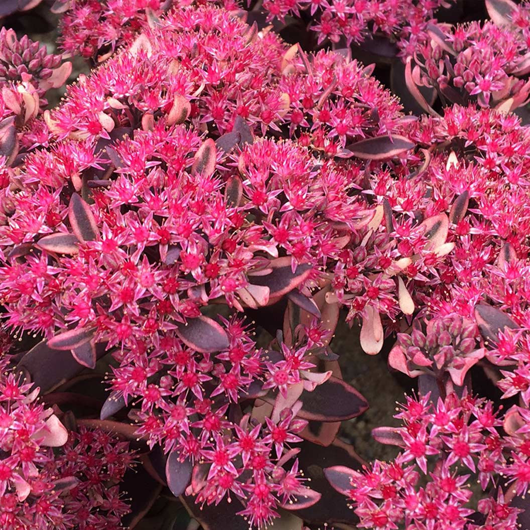 Sunsparkler® Dream Dazzler Sedum Plant - Image 2