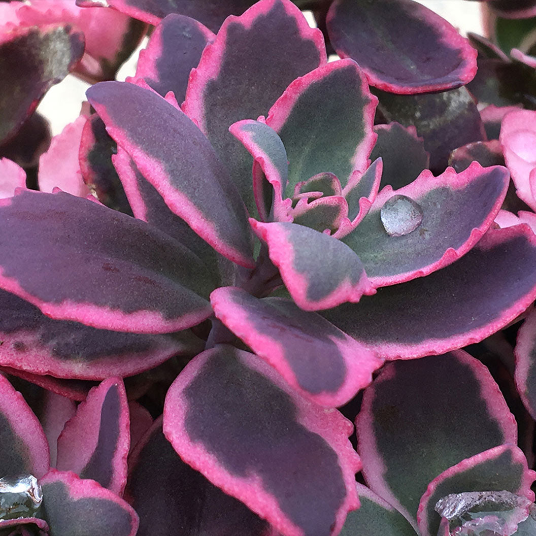 Sunsparkler® Dream Dazzler Sedum Plant - Image 3