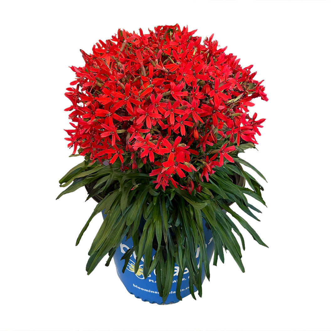 Forged by Fire™ Silene Plant - Image 2