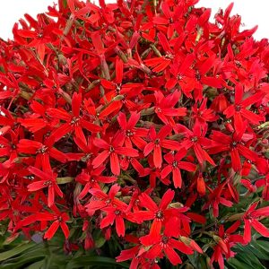 Forged by Fire™ Silene Plant