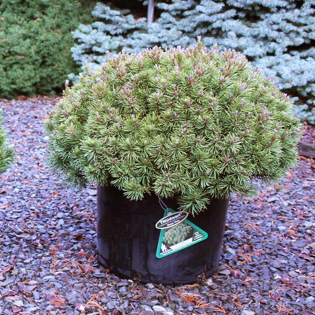 Iseli® Slowmound Mugo Pine Shrub - Image 3