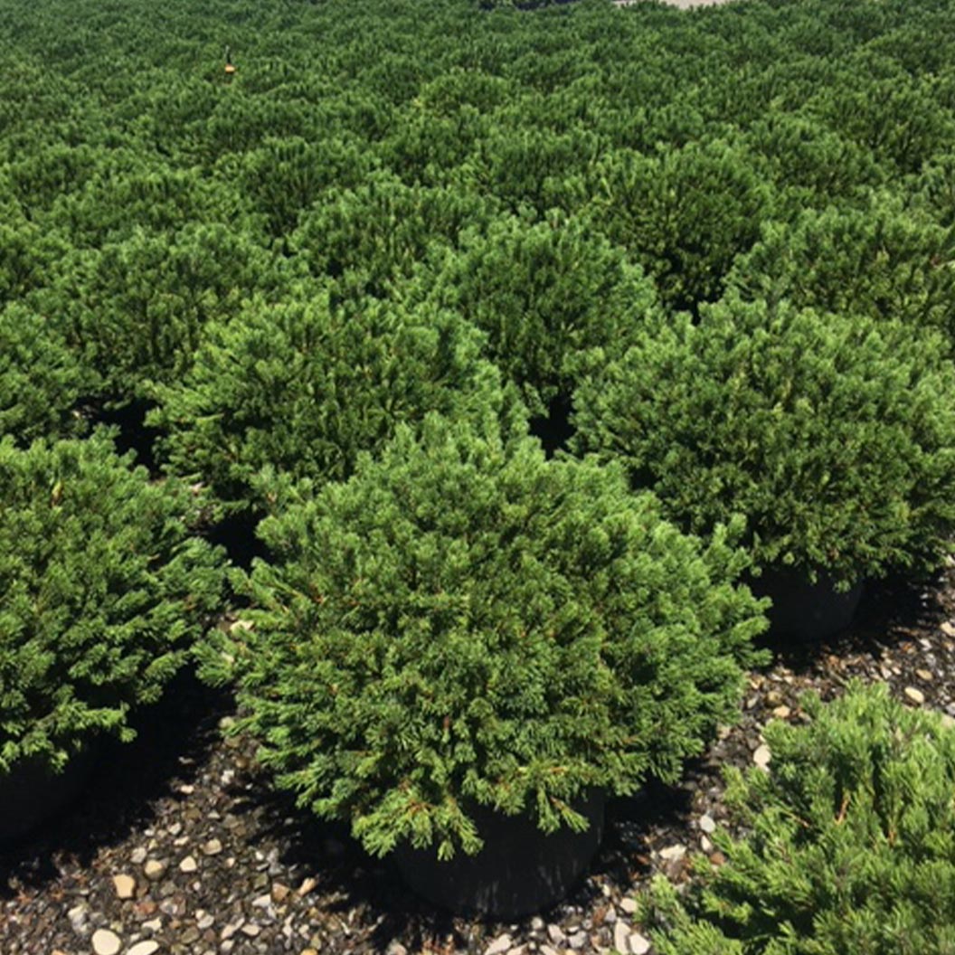 Iseli® Slowmound Mugo Pine Shrub - Image 2