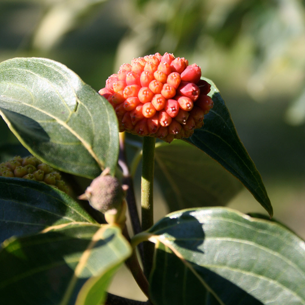 Starlight® Dogwood Tree - Image 3