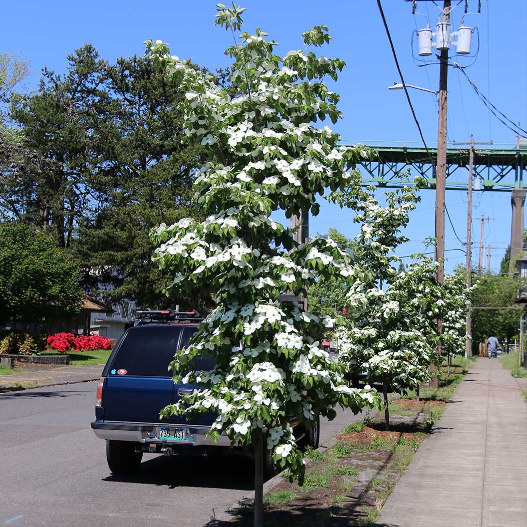 Starlight® Dogwood Tree - Image 2