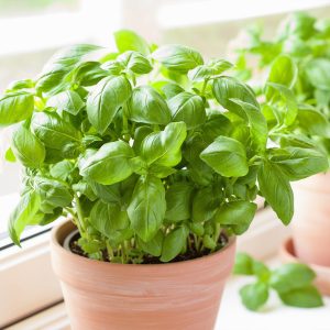 Sweet Basil Plant - USDA Organic