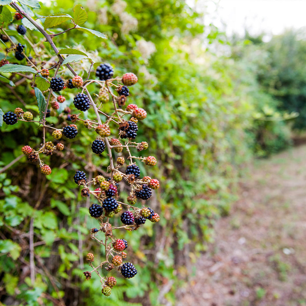 Triple Crown Blackberry Bush - Image 2