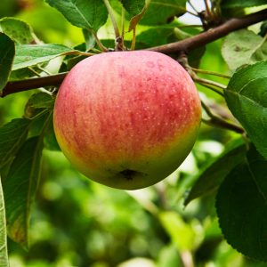 Triumph Apple™ Tree
