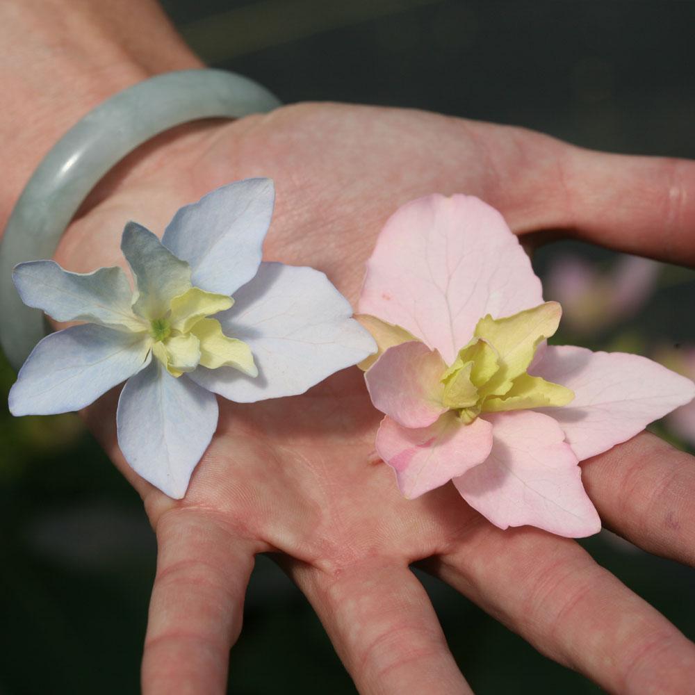 Tuff Stuff Ah-Ha® Hydrangea Shrub - Image 2