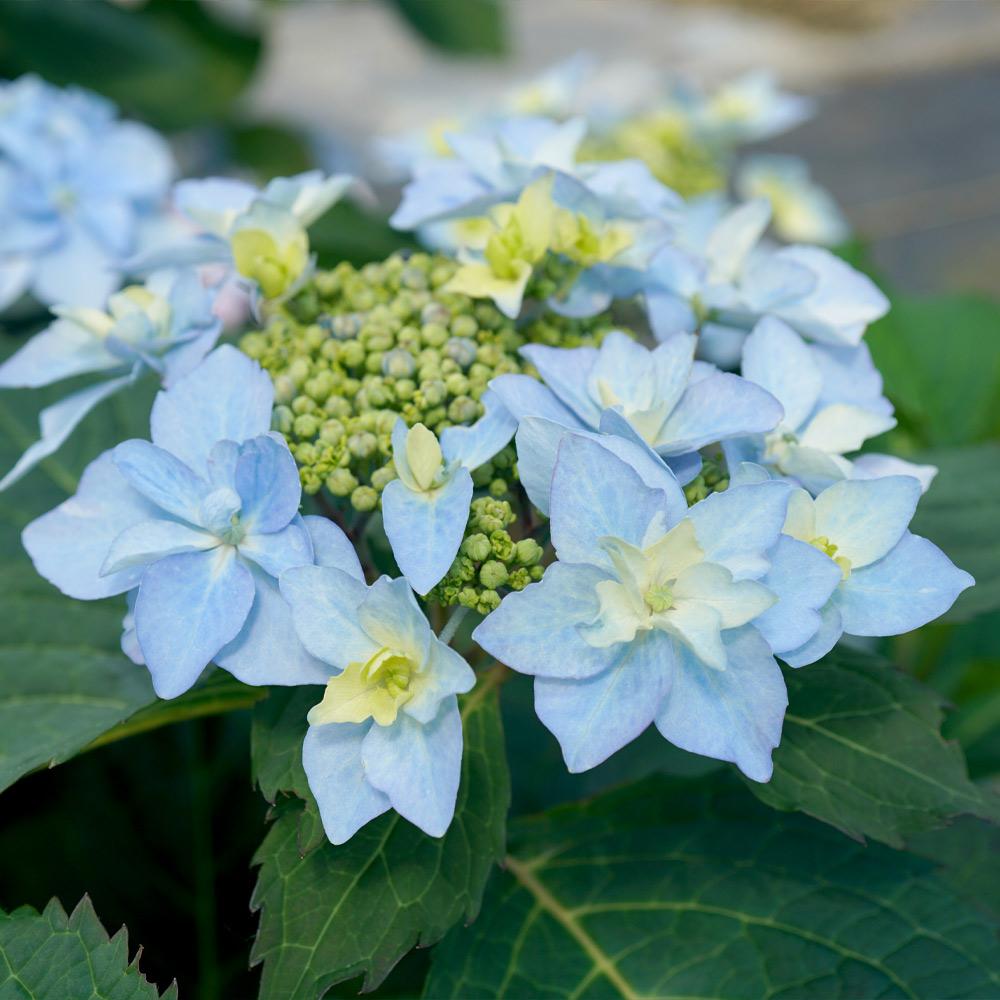 Tuff Stuff Ah-Ha® Hydrangea Shrub - Image 3