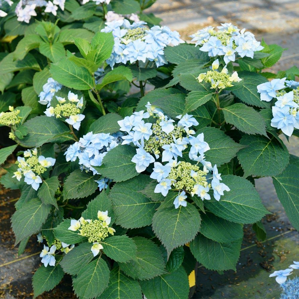 Tuff Stuff Ah-Ha® Hydrangea Shrub - Image 4