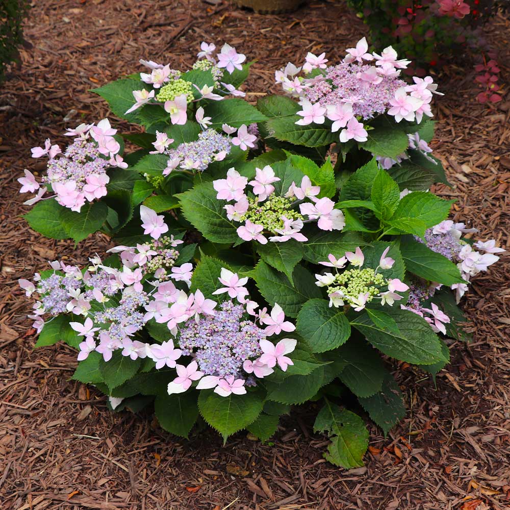 Tuff Stuff Ah-Ha® Hydrangea Shrub - Image 5