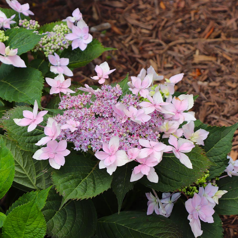 Tuff Stuff Ah-Ha® Hydrangea Shrub - Image 6