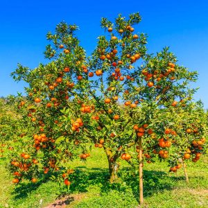 Valencia Orange Bush