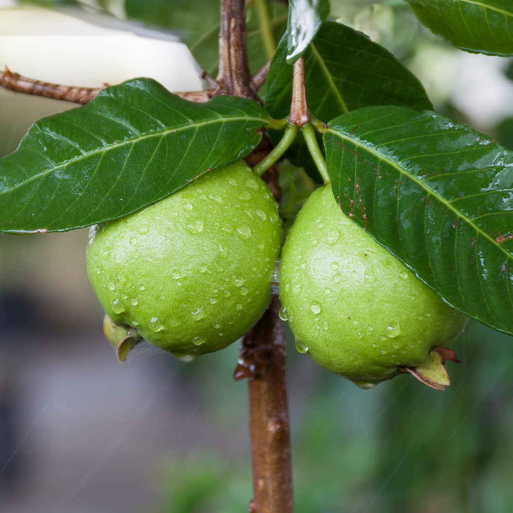Tropical White Guava Tree - Image 2