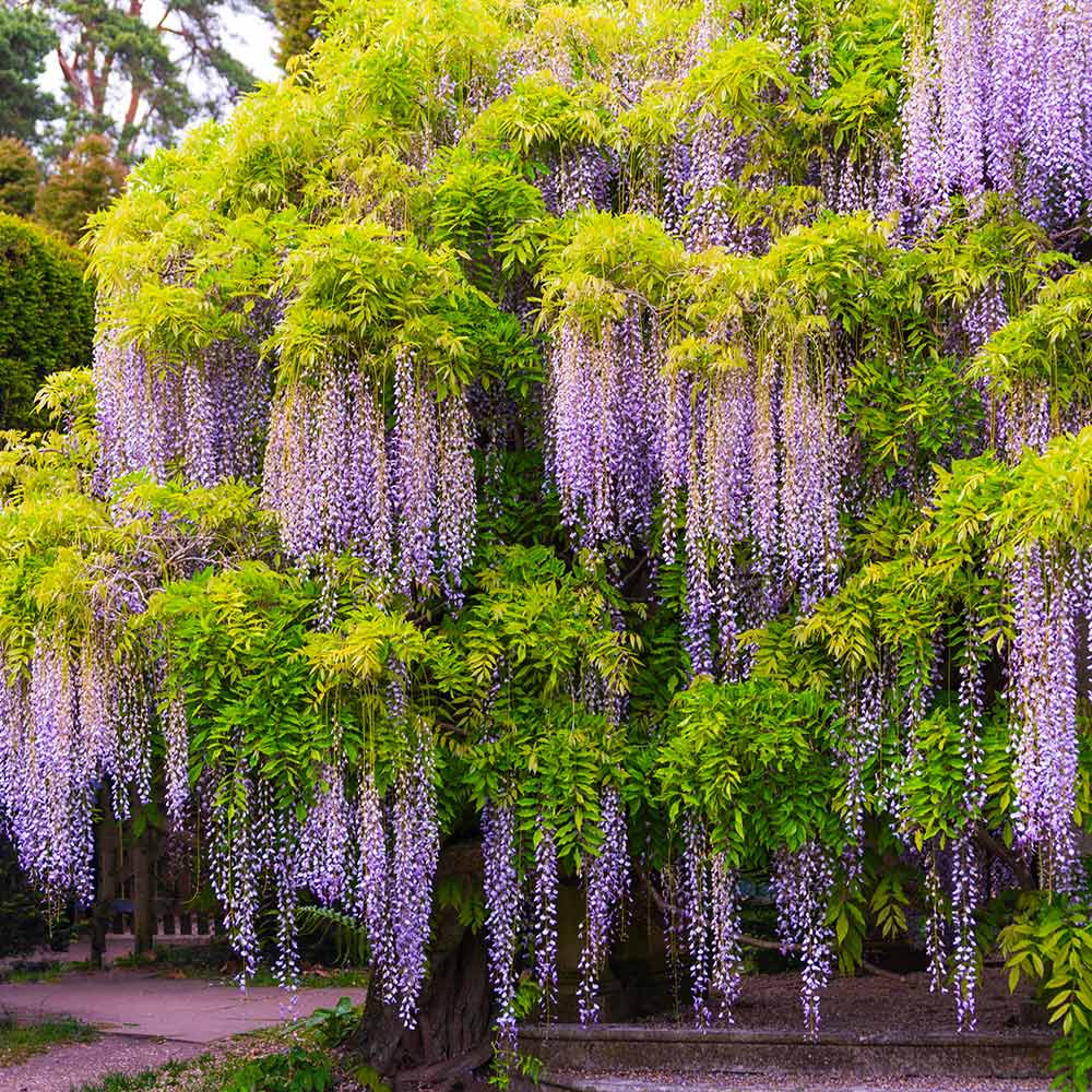 Wisteria Tree - Image 3