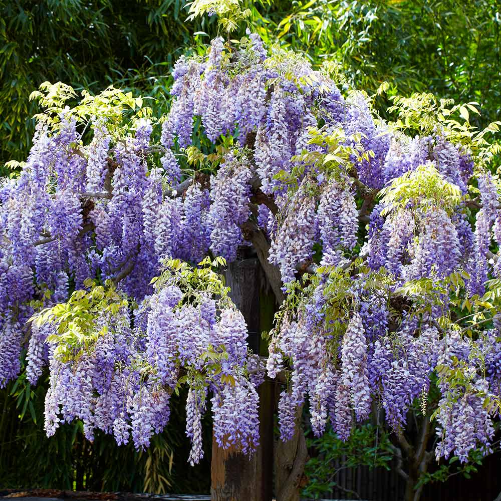 Wisteria Tree - Image 4