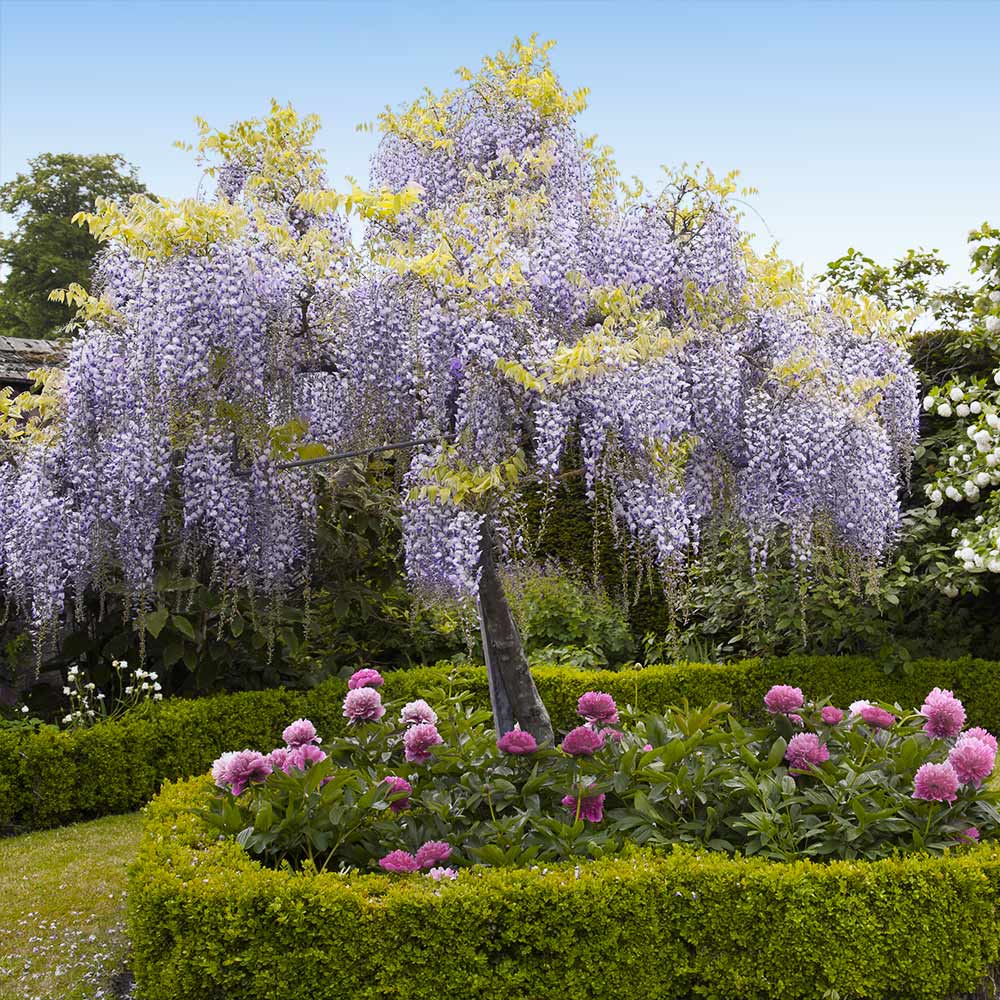Wisteria Tree - Image 2