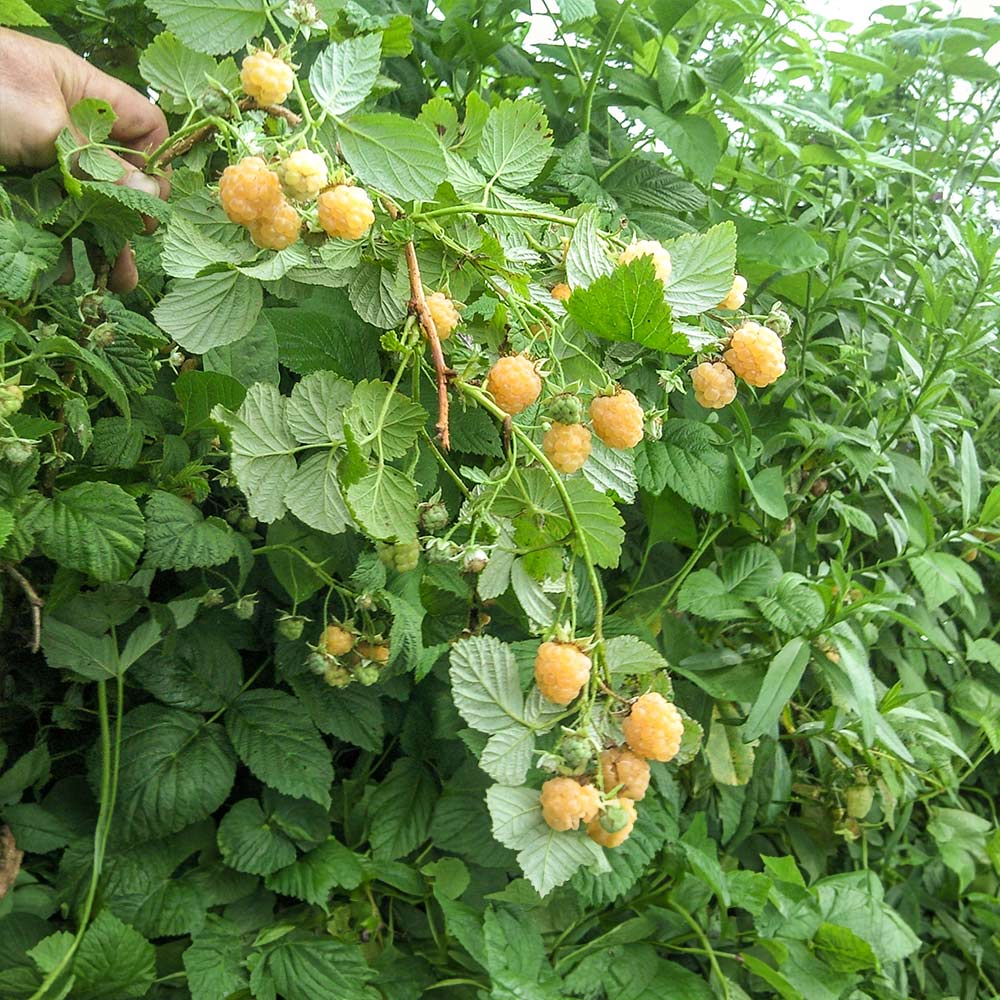 Golden Raspberry California - Image 3