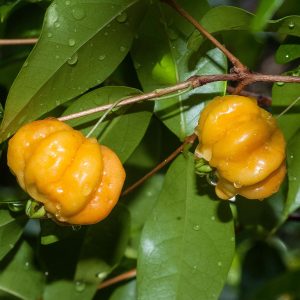 Star Cherry Tree